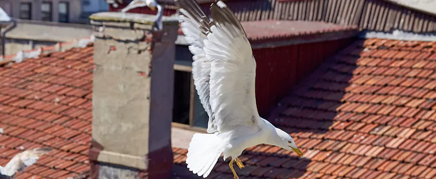 Residential Chimney Animal Removal Solution in Gretna, LA