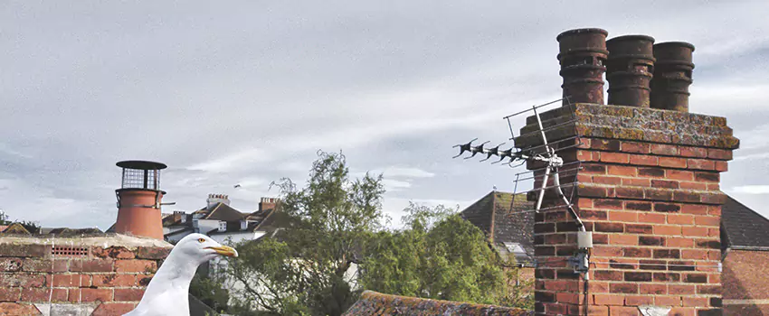 Chimney Cleaning And Restoration in Gretna, Louisiana